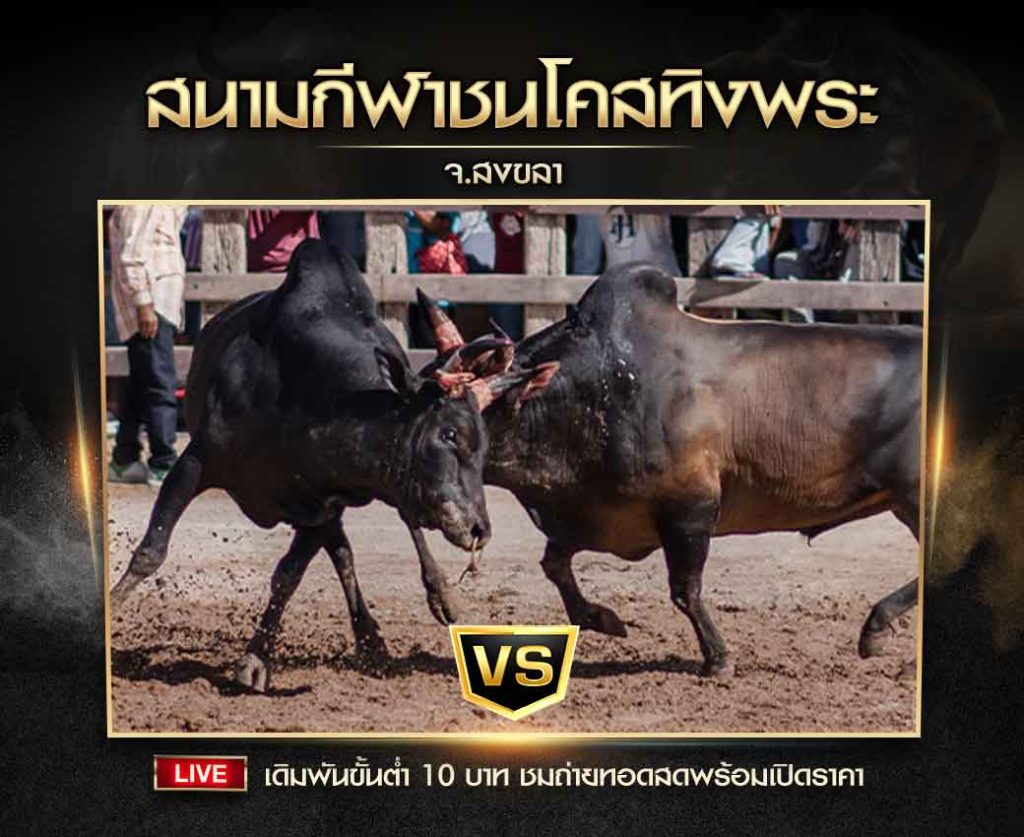 สนามกีฬาชนโคสทิงพระ