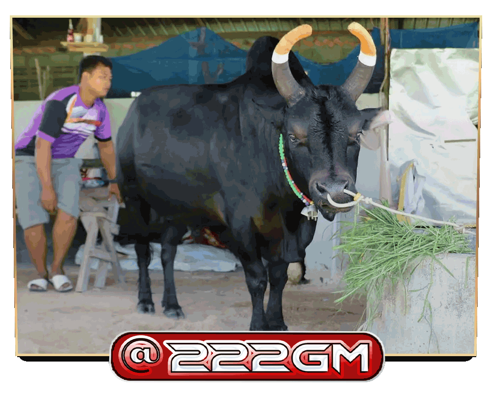 ไอ้ดำวังนา