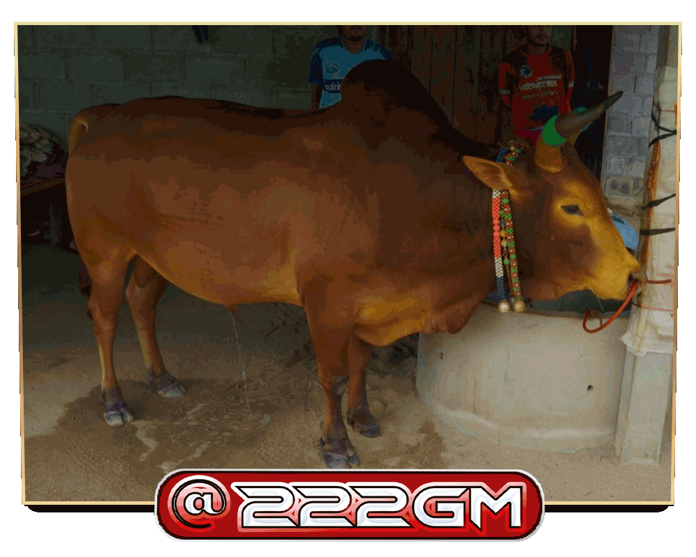 ไอ้แดงยอดนักสู้